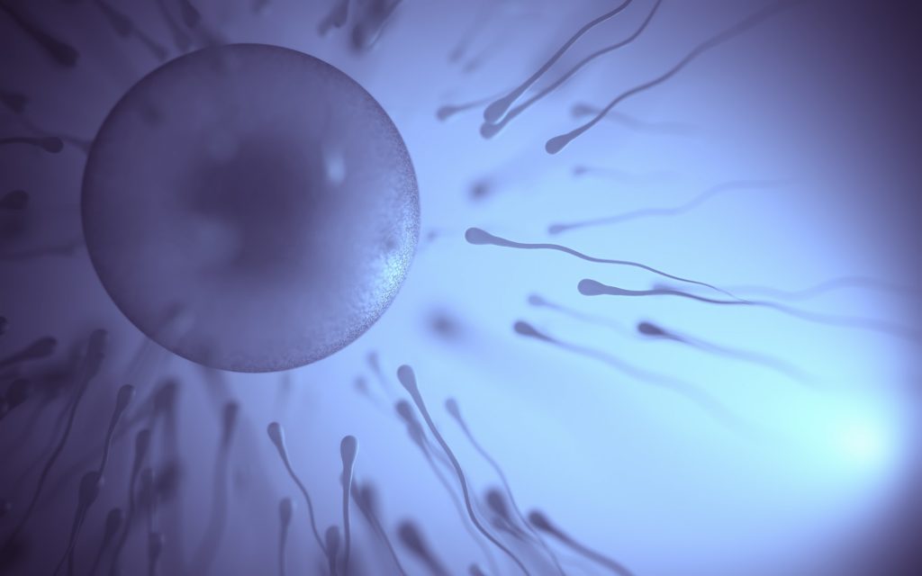 Sperm Meets Egg